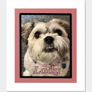 Lady the Cute Teddy Bear Dog Posters and Art